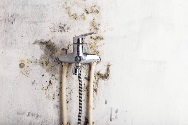 Best Mold Removal Company Near Me  in Hailey, ID