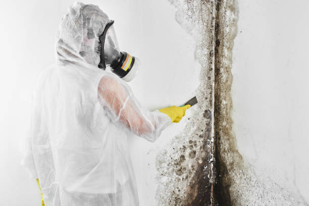 Best Residential Mold Removal  in Hailey, ID