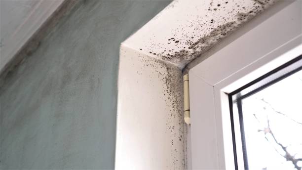 Best Professional Mold Removal  in Hailey, ID