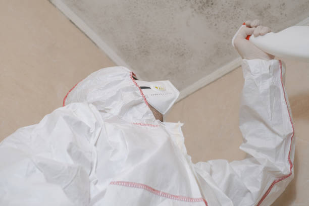 Best Mold Damage Repair  in Hailey, ID