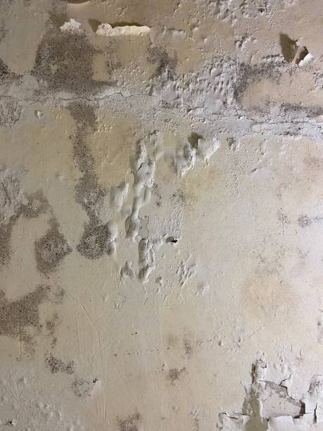 Crawl Space Mold Removal in Hailey, ID