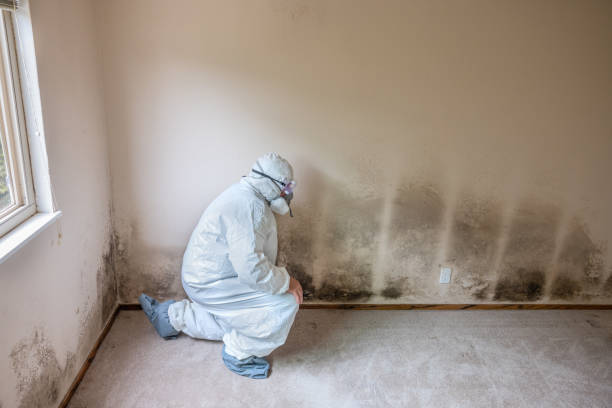 Best Emergency Mold Removal  in Hailey, ID