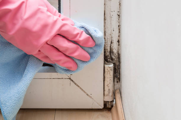 Mold Testing and Removal in Hailey, ID