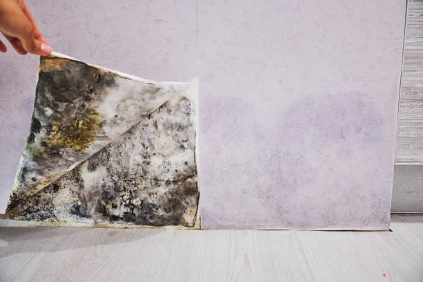 Professional Mold Removal in Hailey, ID